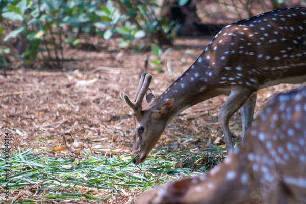 Fototapeta The chital or cheetal, also known as the spotted deer, chital deer and axis deer, is a deer species native to the Indian subcontinent. Deers in the zoo.