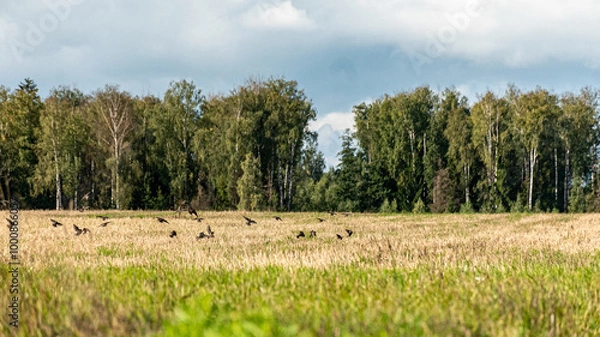 Fototapeta a flock of migrating birds on a cultivated crop field