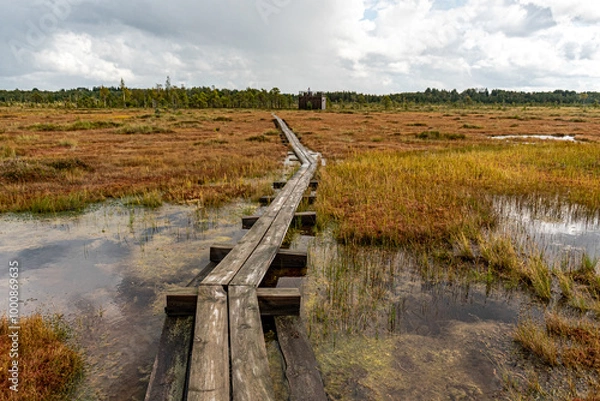 Fototapeta wooden footbridge in the bog, traditional bog vegetation, Nigula nature reserve is Nigula bog, a typical western Estonian bog