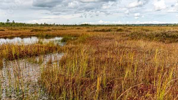 Fototapeta bog wetland, grass, bog pines and traditional bog vegetation, Nigula nature reserve is Nigula bog, a typical western Estonian bog