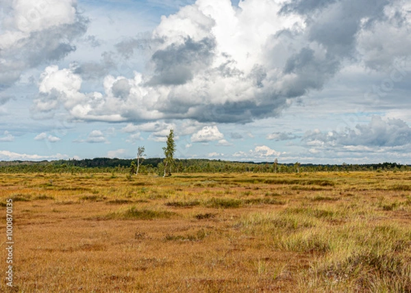 Fototapeta bog wetland, grass, bog pines and traditional bog vegetation, Nigula nature reserve is Nigula bog, a typical western Estonian bog