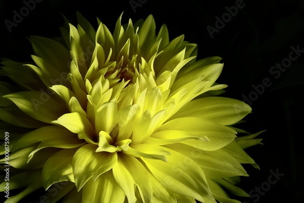 Fototapeta 日本のダリア