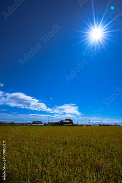Obraz 稲穂と青い空と太陽