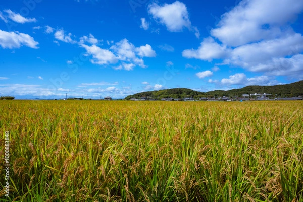 Fototapeta 稲穂と青い空