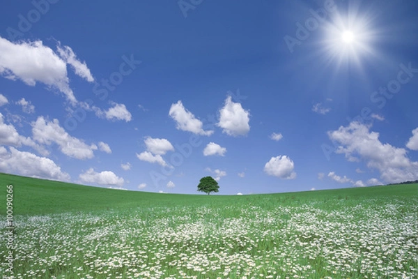 Obraz 白い花咲く丘と一本の木