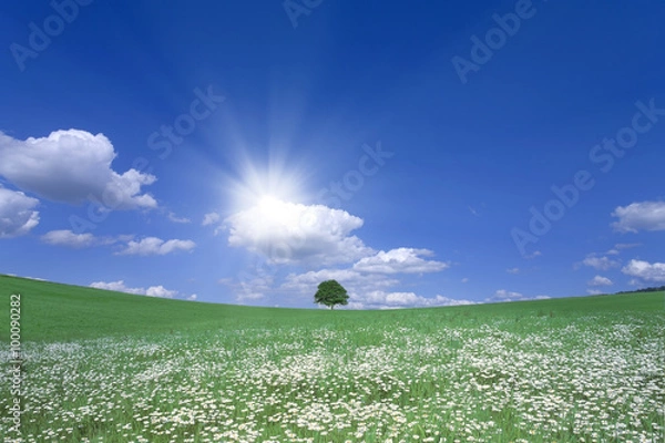 Obraz 白い花咲く丘と一本の木