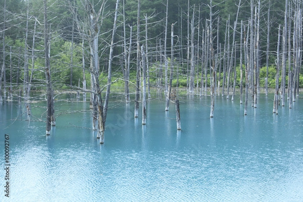 Fototapeta 青い池