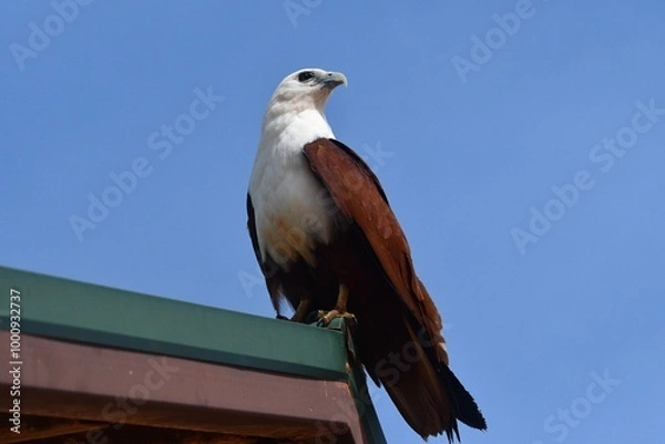 Fototapeta A white-bellied sea eagle is seen in profile. His head and abdomen is white, and wings, tail and back are brown. His beak is curved. He is standing on a roof. The sky behind is blue.