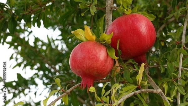 Obraz Pomegranates Show Ripe Close View Red Color Hanging Brightly