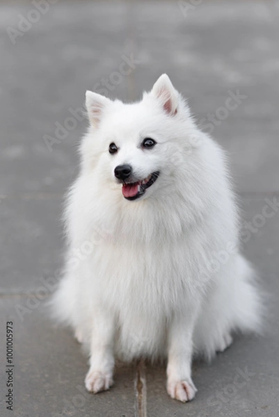 Obraz white Japanese Pomeranian Spitz looks up at owner on walk in park, dogwalking concept
