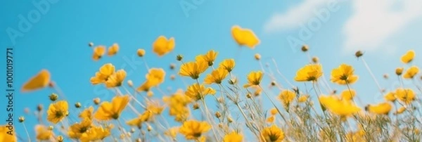 Fototapeta vibrant yellow wildflowers in a field against a blue sky