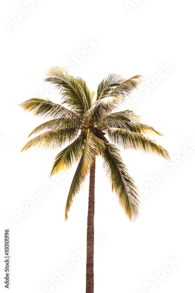 Fototapeta Palm trees isolated on white