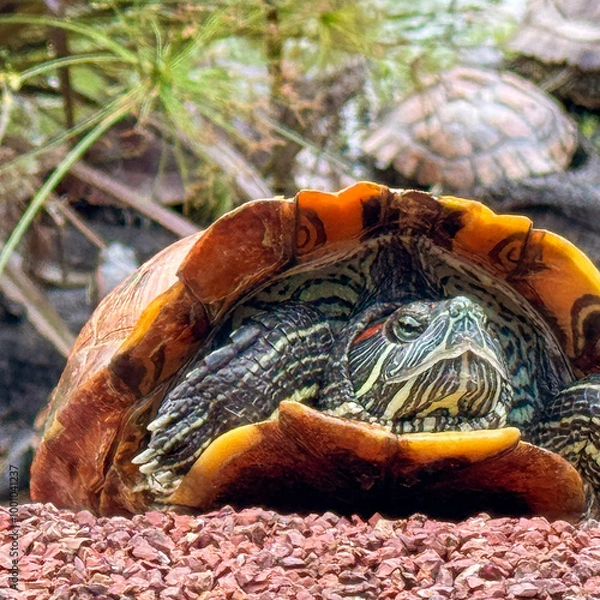 Fototapeta Red Ear Slider Turtle with Pond and Pebbles Background