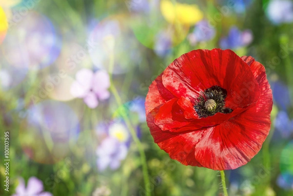 Fototapeta summer meadow with red poppy