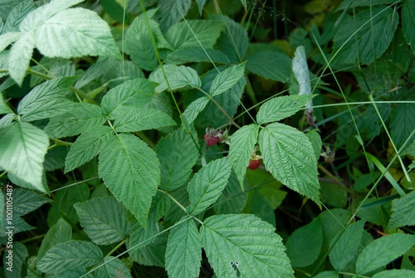 Obraz Wild raspberry bush with ripe raspberries