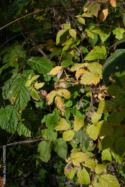 Obraz Wild raspberry bush