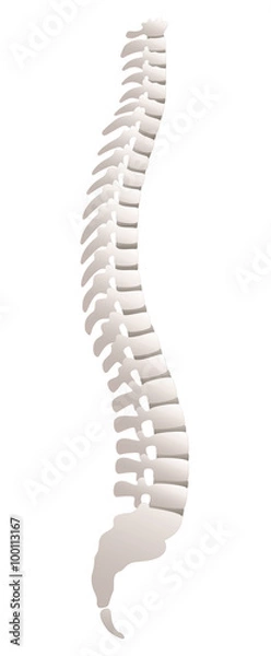 Obraz Backbone - lateral view. Isolated vector illustration over white background.
