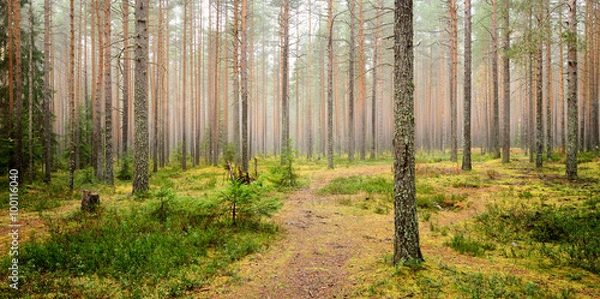 Obraz pine forest scene