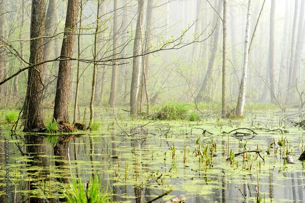Obraz swamp in fog at the sunrise