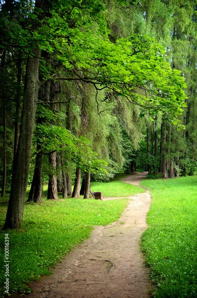Obraz forest park road view
