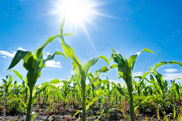 Obraz Corn and sun