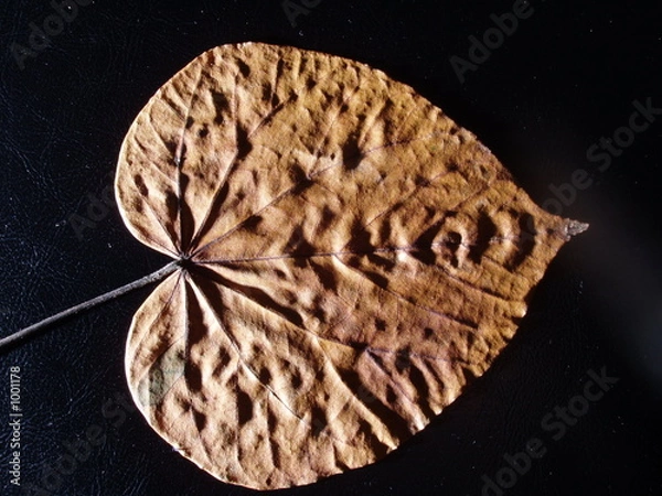 Fototapeta wrinkle leaf