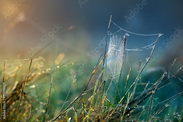 Obraz Beautiful spider web with water drops close-up