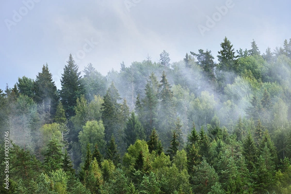 Obraz Forest covered hills in Latvia