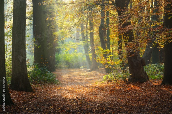 Fototapeta Autumn forest. Nachtegalenpark in Antwerp