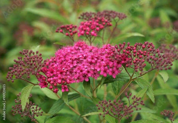 Fototapeta Spiraea japonica  Dart's Red