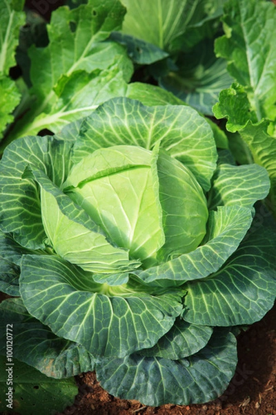Fototapeta close up green fresh cabbage leaves in organic vegetable plantat