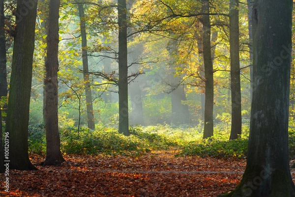 Obraz Autumn forest. Nachtegalenpark in Antwerp