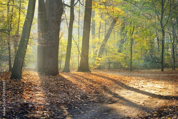 Obraz Autumn forest. Nachtegalenpark in Antwerp