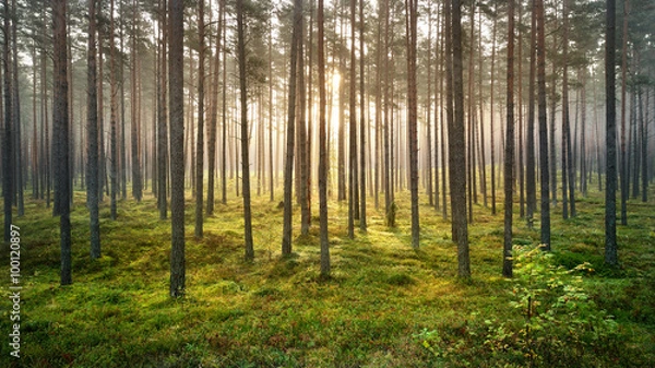 Obraz Strong beautiful fog and sunbeams in the forest