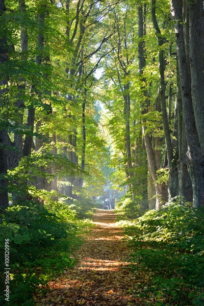 Obraz Road in a beautiful forest in the morning