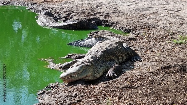 Fototapeta Crocodiles resting by the edge of a greenish water body, small lake.