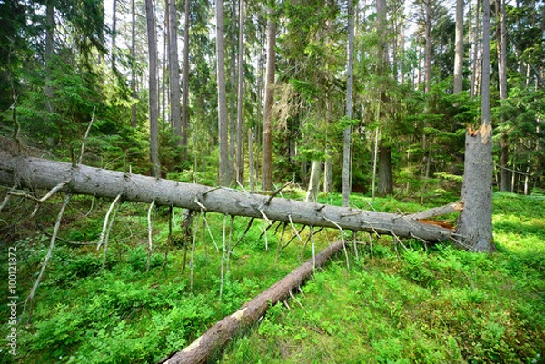 Fototapeta dark pine forest scene