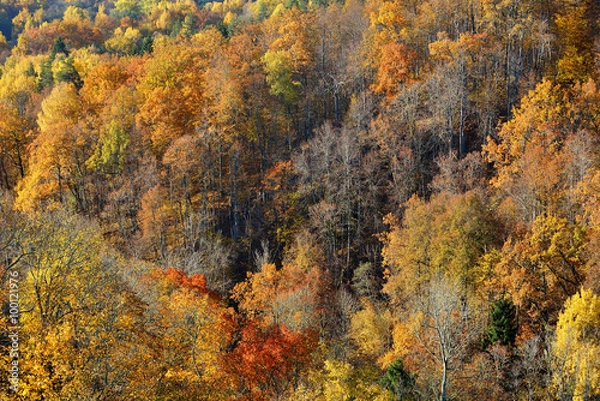 Fototapeta Colorful forest hills in fall. Sigulda, Latvia.