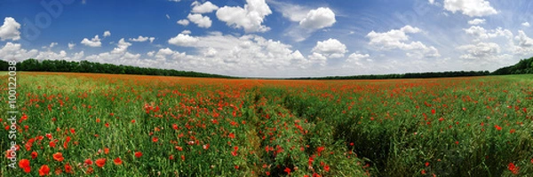 Obraz Panorama of a poppy field in bright sunny day