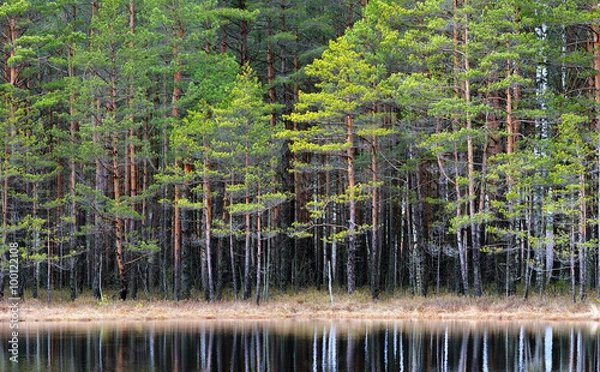 Obraz Northern forest landscape with a lake