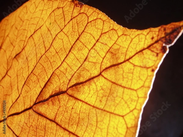 Fototapeta wrinkle leaf