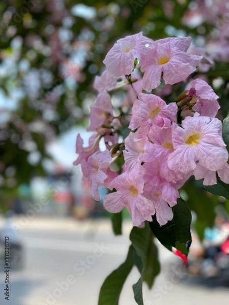 Obraz close up view of blooming tabebuya flowers