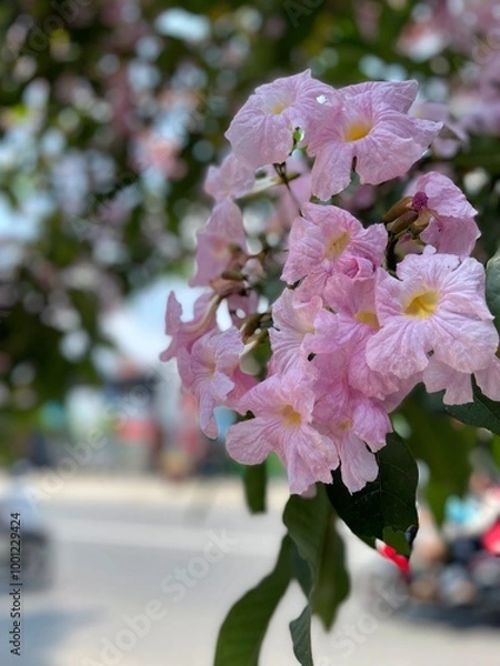 Obraz close up view of blooming tabebuya flowers