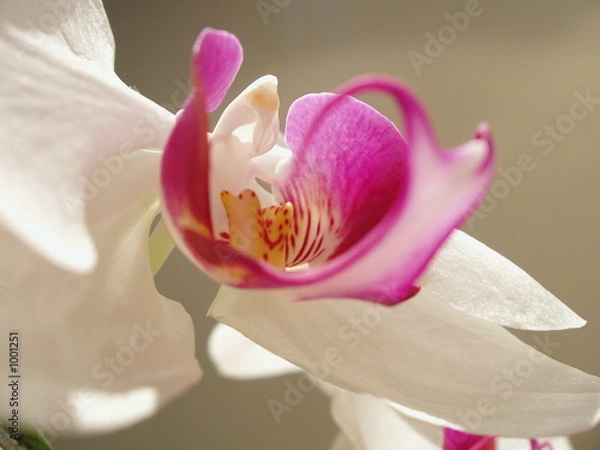 Obraz beautiful orchid