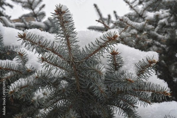 Fototapeta Деревья покрытые снегом