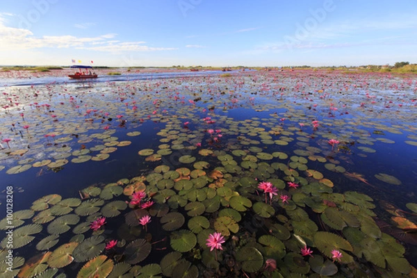 Fototapeta タイ国ウドンタニー県の湖タレーブアデーンの睡蓮