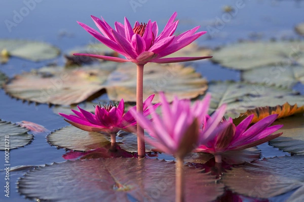 Obraz タイ国ウドンタニー県の湖タレーブアデーンの睡蓮