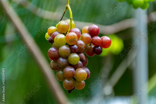 Obraz Grapes