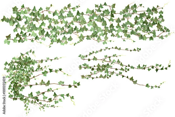 Fototapeta various creeper plants, isolated on transparent background.