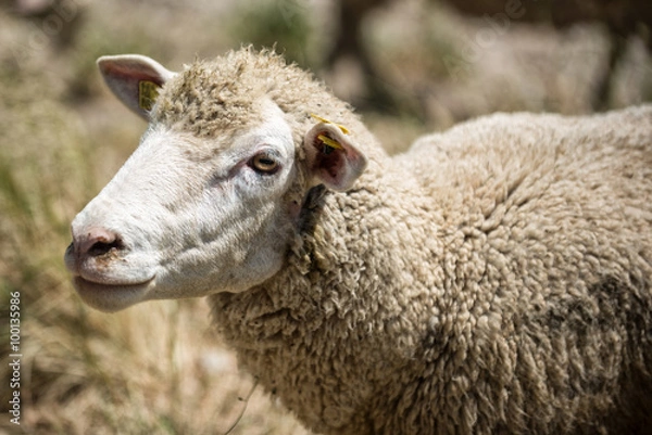 Fototapeta Schaf in den schweizer Alpen